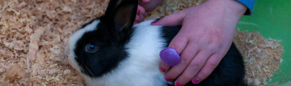bunny rabbit